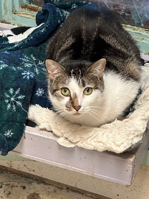 ALTHEA - Domestic Short Hair available for adoption