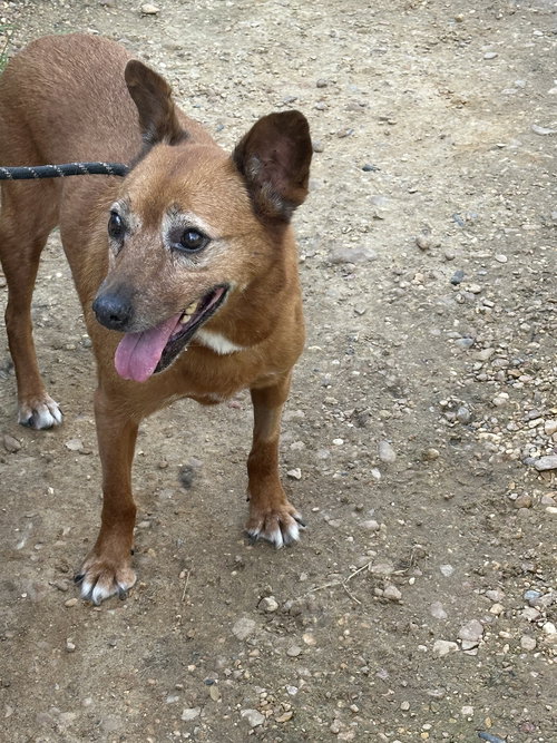 picture of the dog needing adoption