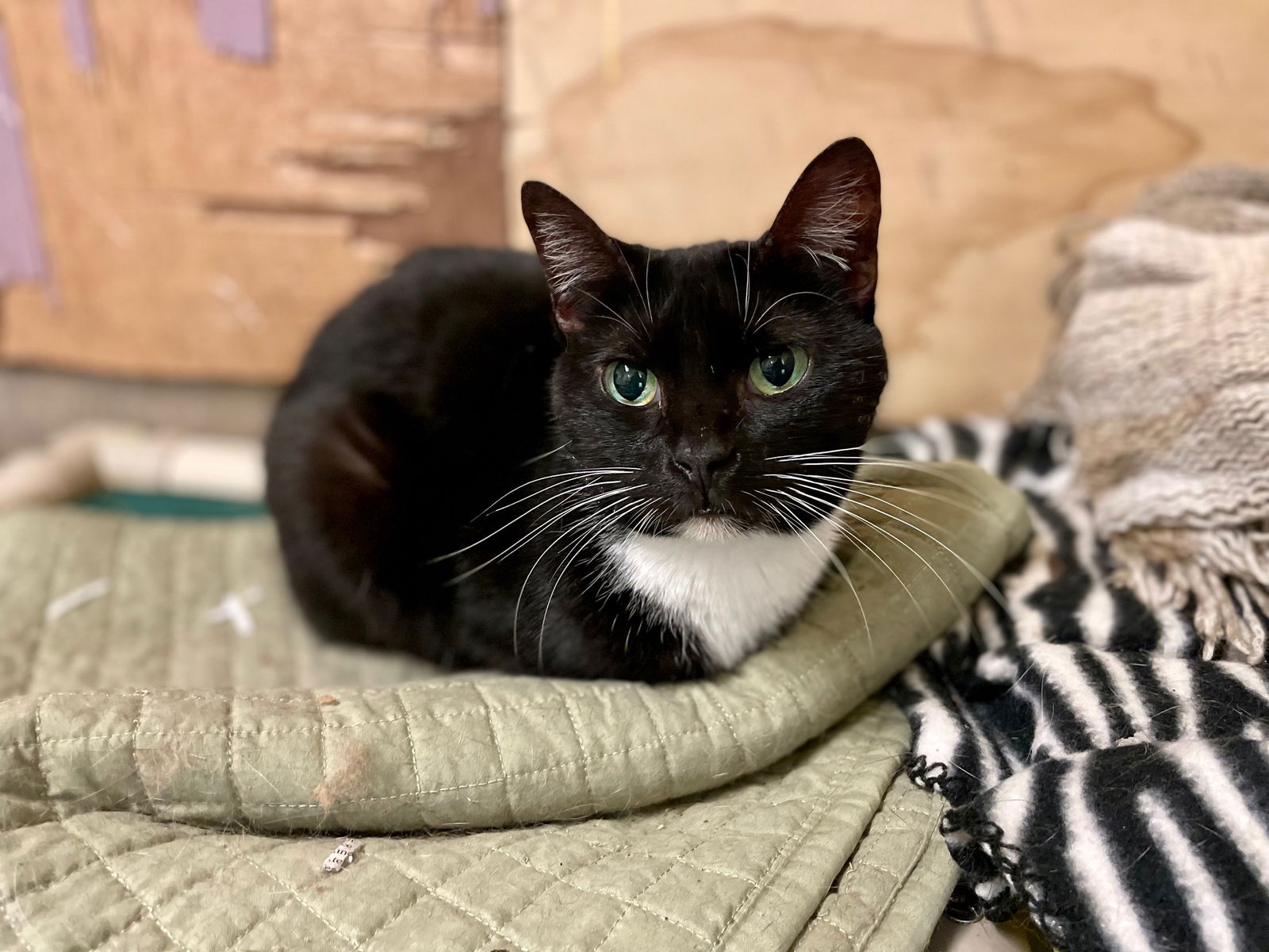 adoptable Cat in Jackson, MS named Jojo