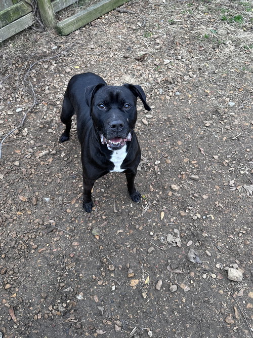 YASMIN - American Staffordshire Terrier available for adoption