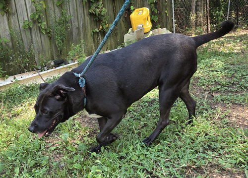 MAMA ROSA - Black Labrador Retriever available for adoption