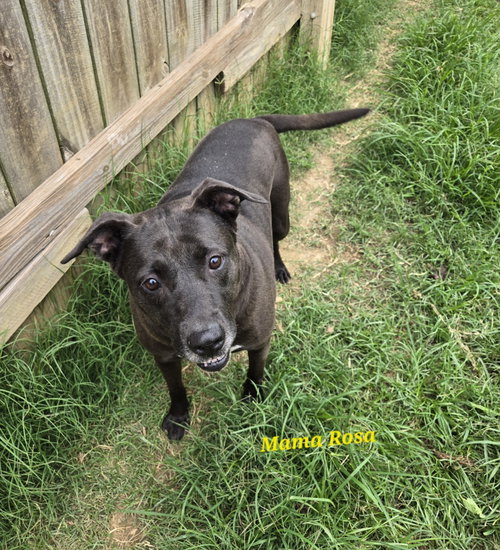 Mama Rosa, an adoptable Black Labrador Retriever in Jackson, MS