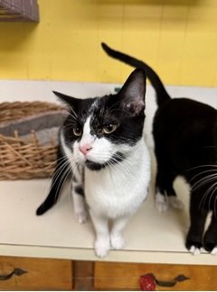 adoptable Cat in Jackson, MS named Bane