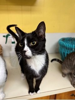 adoptable Cat in Jackson, MS named Frisco