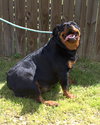 Leona - Photo 1