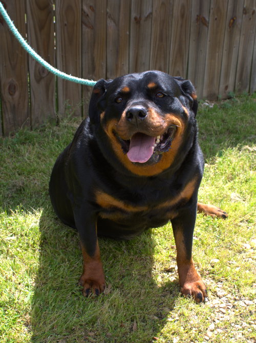 LEONA - Rottweiler available for adoption