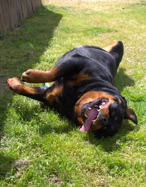 Leona photo 3