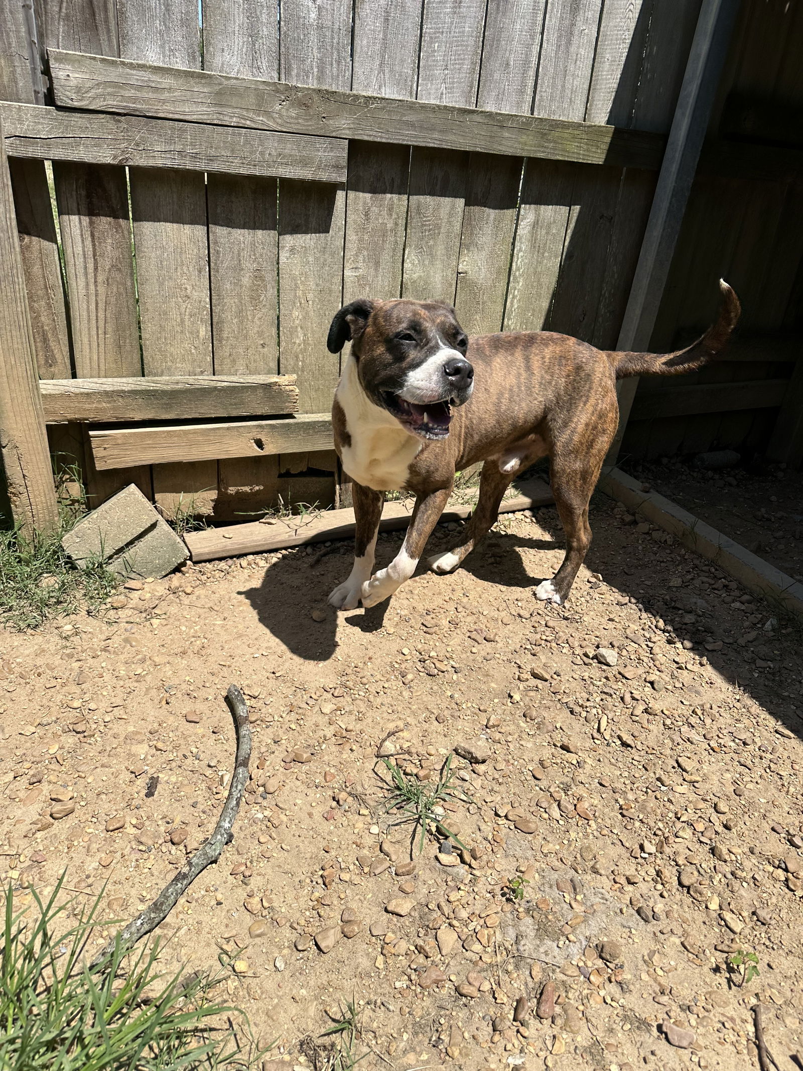 adoptable Dog in Jackson, MS named Hercules