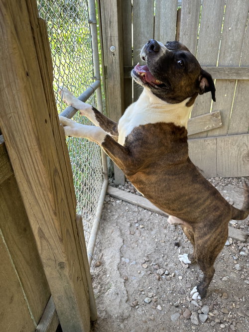 Photo 3 of Hercules