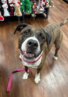 adoptable Dog in  named Hercules