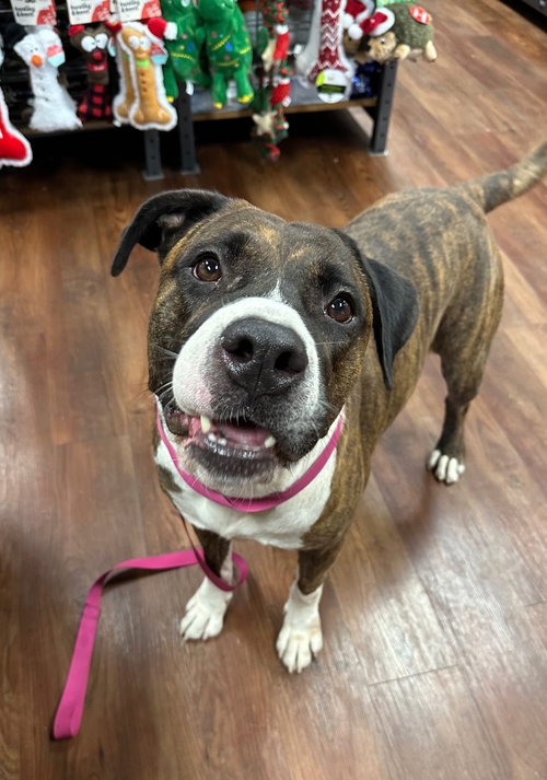HERCULES - Mastiff available for adoption