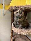 adoptable Cat in , MS named Poly