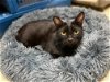 adoptable Cat in jackson, MS named Pebbles