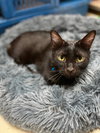 Pebbles - Photo 2