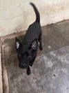 Baxter - Photo 1