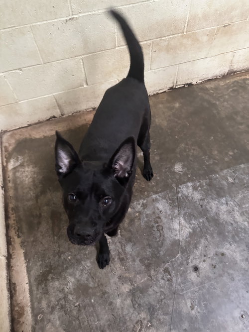 BAXTER - Shepherd available for adoption