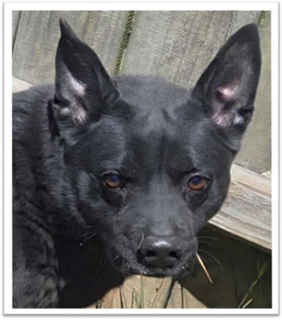 Baxter Image