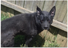 Baxter - Photo 2