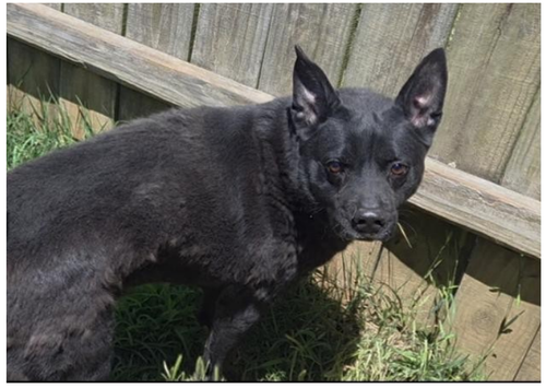 BAXTER - Shepherd / Australian Kelpie available for adoption