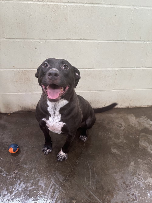 CAROL - American Staffordshire Terrier available for adoption