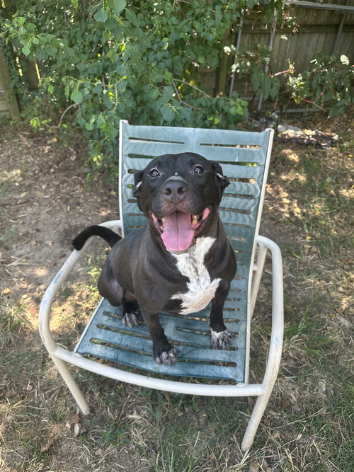 CAROL - American Staffordshire Terrier available for adoption