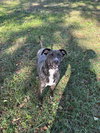 Bruno - Photo 1