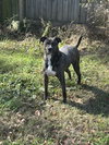 Bruno - Photo 2