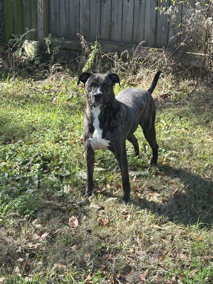 Bruno