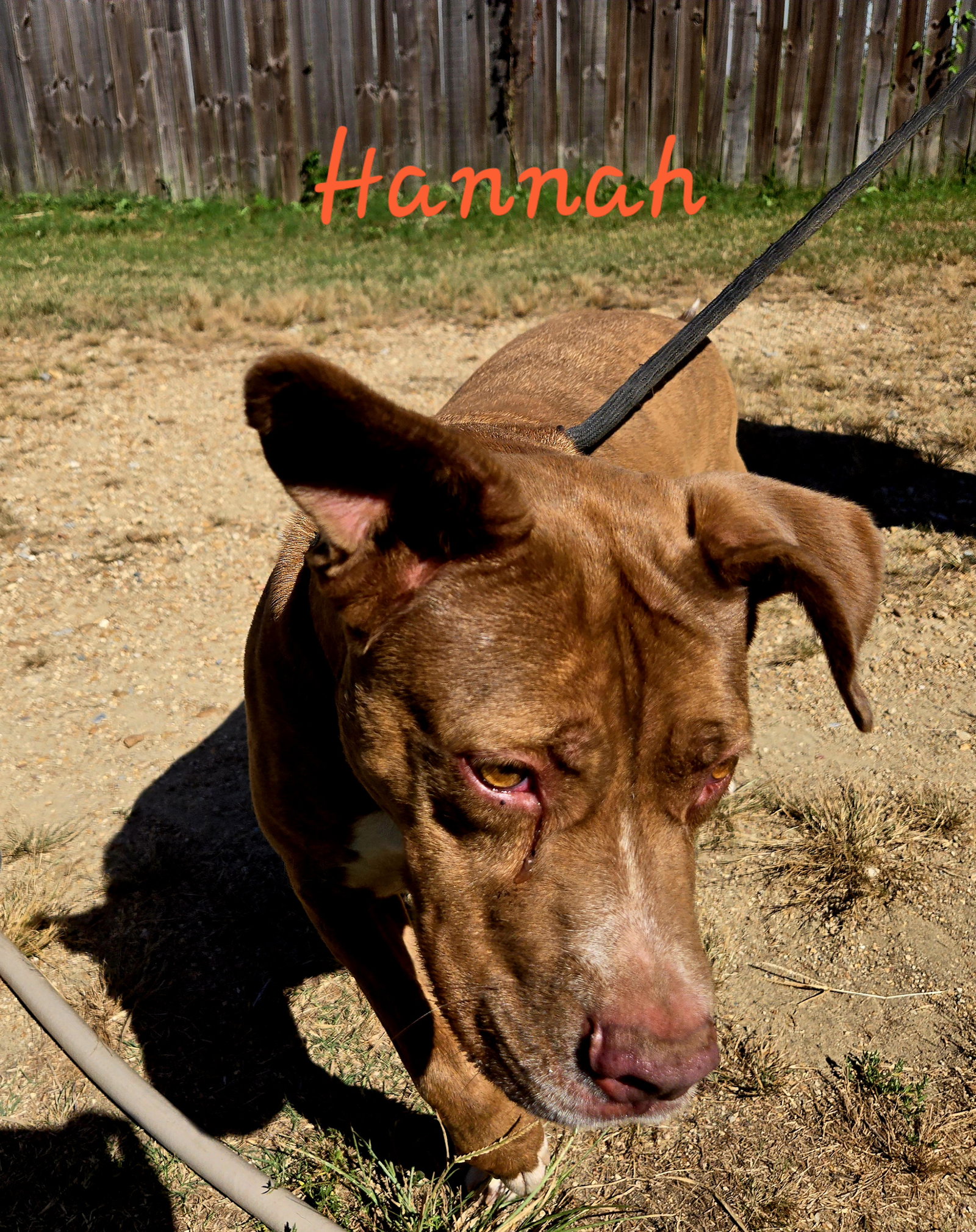 Hannah Image