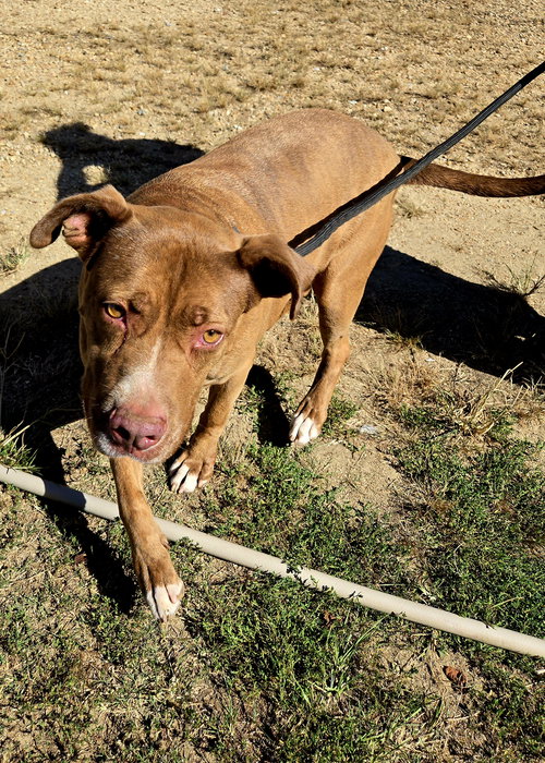 HANNAH - American Staffordshire Terrier available for adoption
