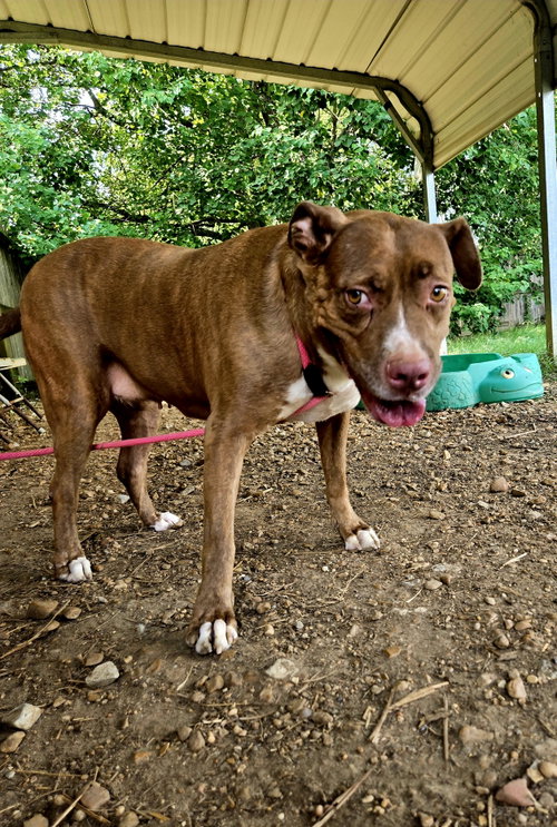 Hannah, a dog for adoption from Animal Rescue Fund of MS