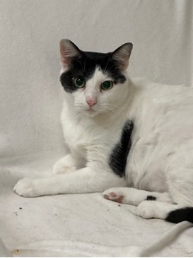adoptable Cat in Jackson, MS named Mickey Gilly