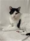 adoptable Cat in , MS named Mickey Gilly