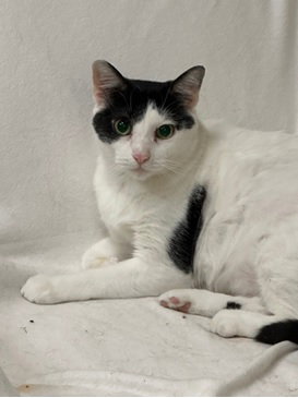 MICKEY GILLY - Domestic Short Hair available for adoption