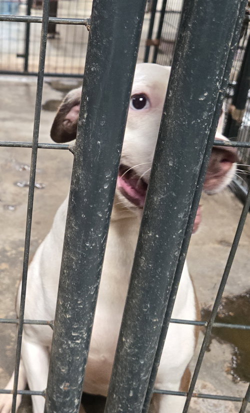 ARIEL - Hound / Siberian Husky available for adoption