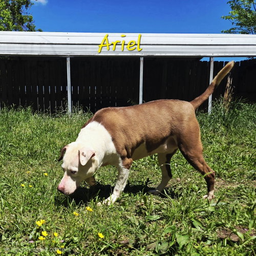 ARIEL - Hound / Siberian Husky available for adoption