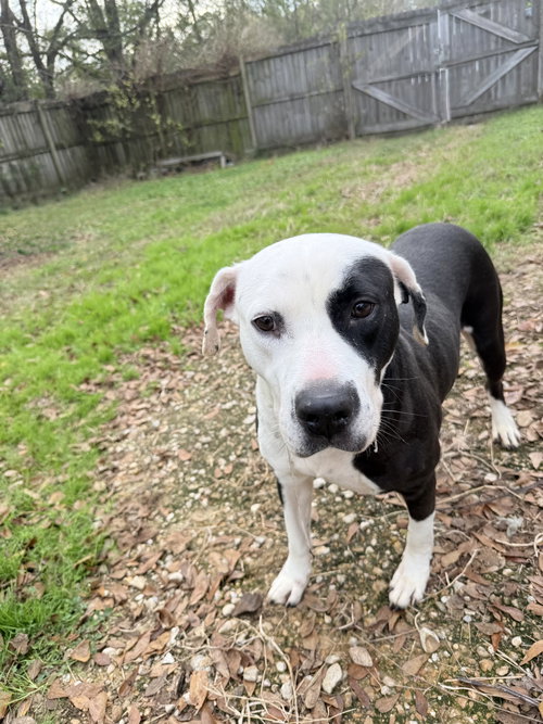 EARL - American Staffordshire Terrier available for adoption