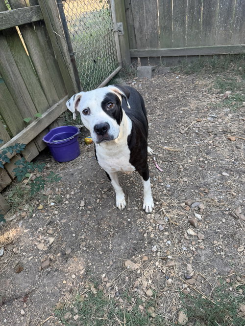 Earl, a dog for adoption from Animal Rescue Fund of MS