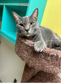 adoptable Cat in Jackson, MS named Gray Gardens