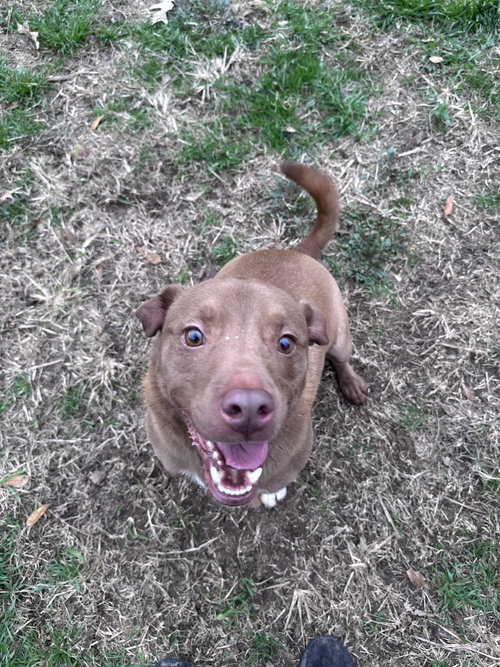 FRED FLINSTONE - American Staffordshire Terrier / Labrador Retriever available for adoption