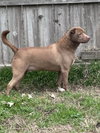 Fred Flinstone - Photo 2