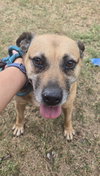 Buttercup - Photo 1