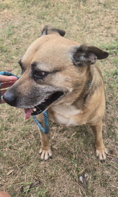 BUTTERCUP - Hound available for adoption