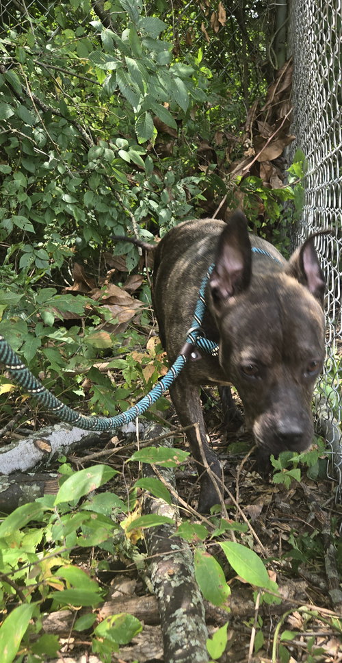 BAT GIRL - American Staffordshire Terrier available for adoption