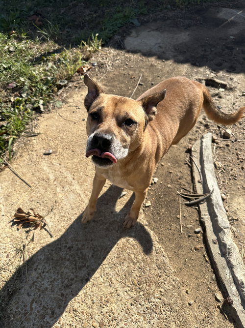 BILLY IDOL - Retriever available for adoption
