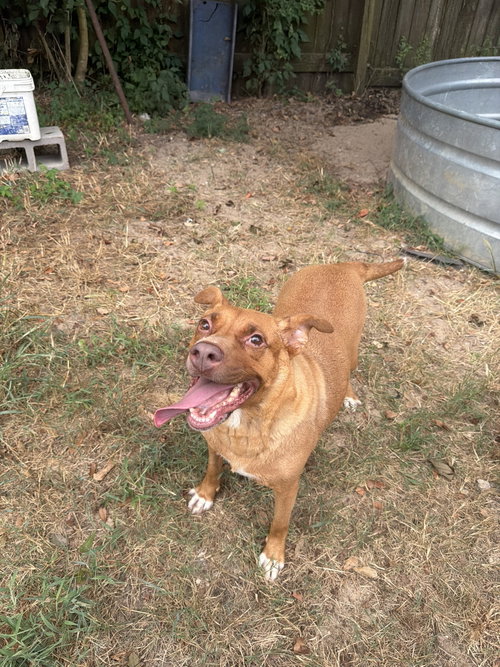 Kathy, a dog for adoption from Animal Rescue Fund of MS