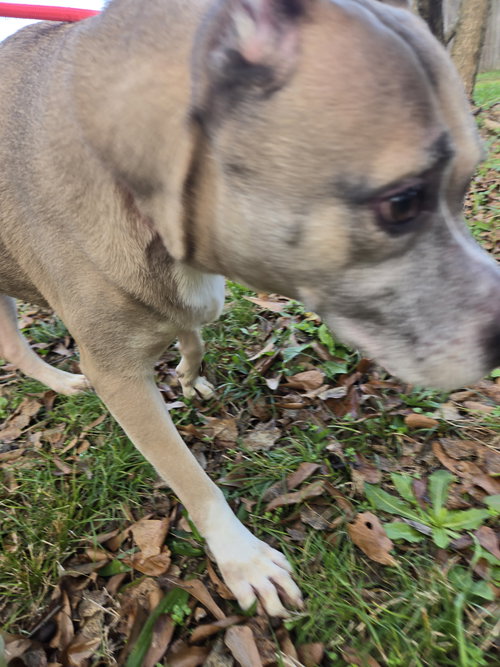 EILEEN - American Staffordshire Terrier available for adoption