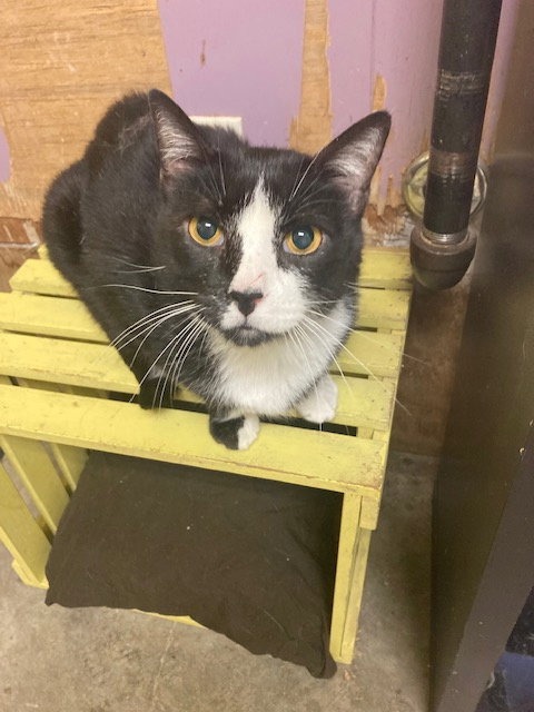 BAXTER - Tuxedo available for adoption