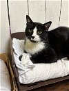 adoptable Cat in jackson, MS named Baxter