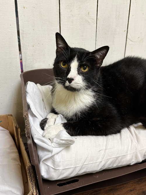 picture of the cat needing adoption